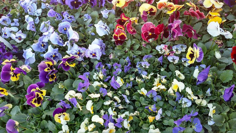 Race Flowers